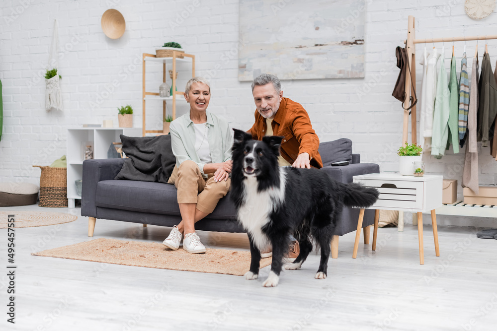 Cheerful woman looking at husband petting border collie in living room. Cheerful woman looking at husband petting border collie in living room.