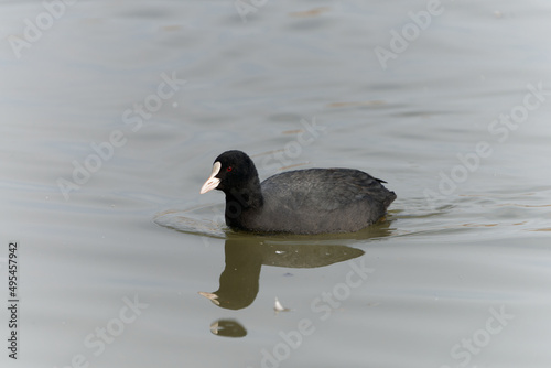 Black coot