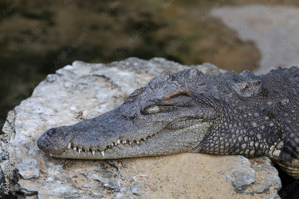 Close up crocodile is action show head in garden Close up crocodile is action show head in garden