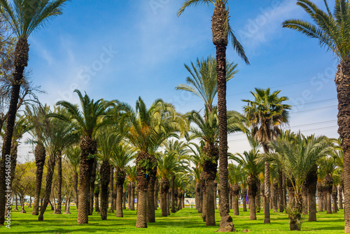 Smooth rows of palm trees growing in the city recreation park