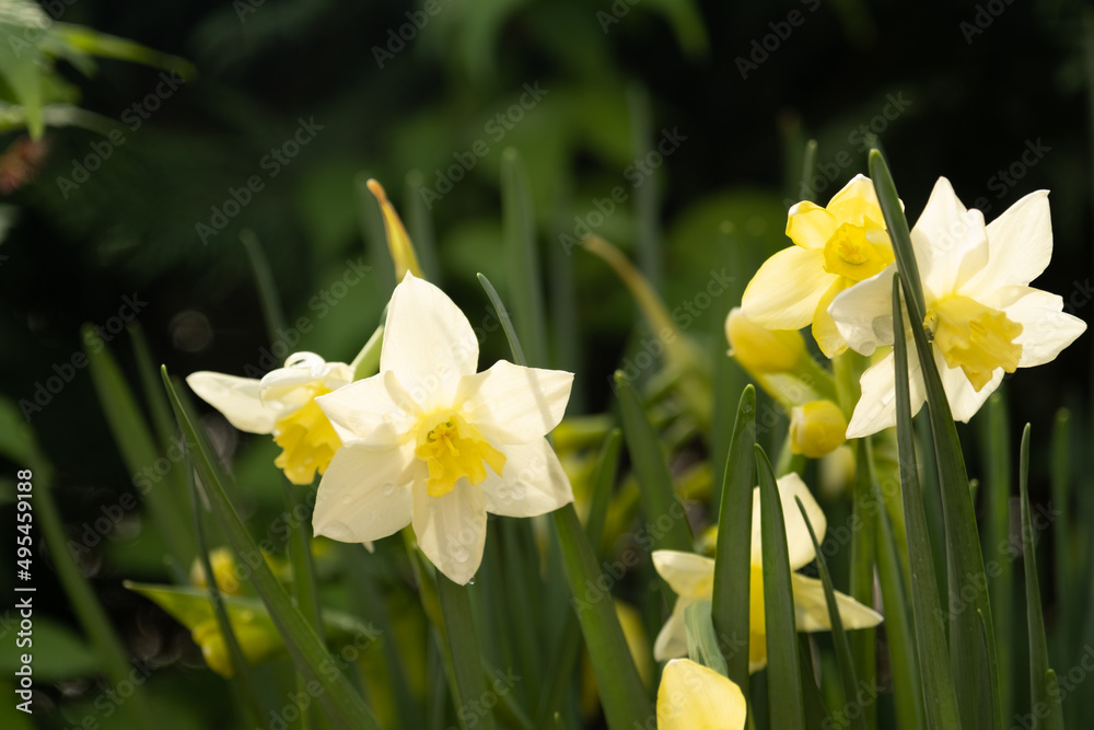 Daffodils in the flower bed. Plants close-up. White-yellow spring flowers Daffodils in the flower bed. Plants close-up. White-yellow spring flowers