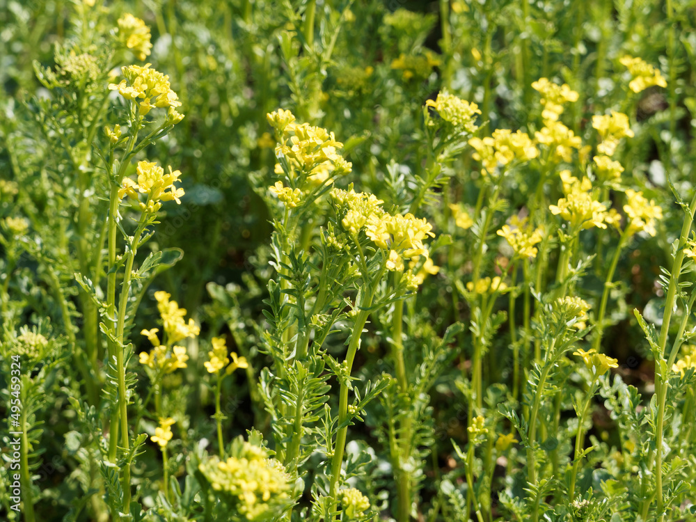 Barbarea vulgaris | Barbarée commune ou cresson d'hiver à floraison jaune vif en corymbre sur tige ramifiée de lumineuses rosettes de feuilles vertes Barbarea vulgaris | Barbarée commune ou cresson d'hiver à floraison jaune vif en corymbre sur tige ramifiée de lumineuses rosettes de feuilles vertes