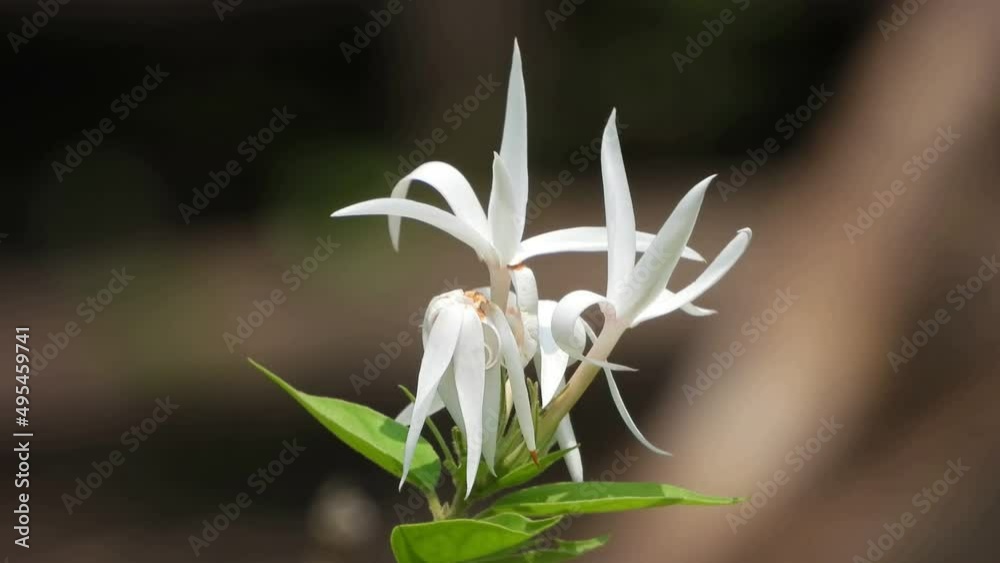 Beautiful white flower . . Beautiful white flower . .