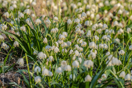 Naturwunder Märzenbecher: Bunte Frühlingsblüher erfreuen Menschen durch ihre Farbenpracht und strahlen Optimismus sowie Lebensfreude aus. Zur rechten Zeit da die Natur aus ihrem Winterschlaf erwacht. © zimuwe