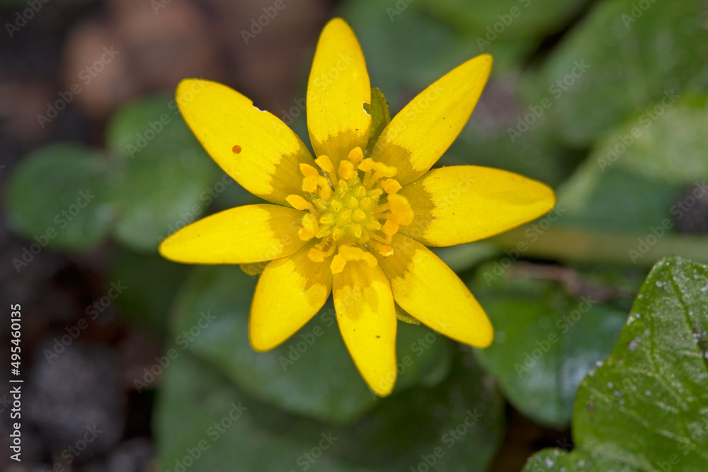 Lesser celandine, a beautiful yellow flower in early spring Lesser celandine, a beautiful yellow flower in early spring