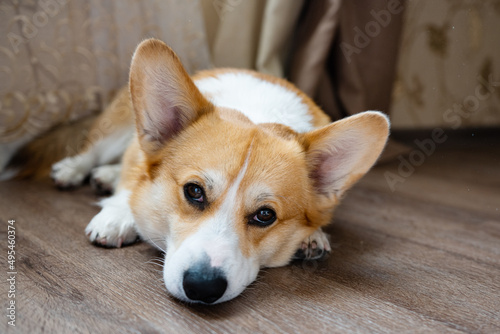 corgi portrait in the room on the floor © ksena32