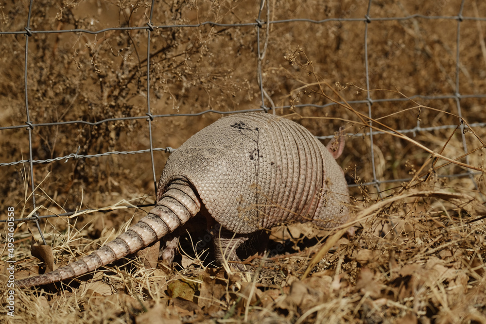 Armadillo along fence in winter grass. Armadillo along fence in winter grass.