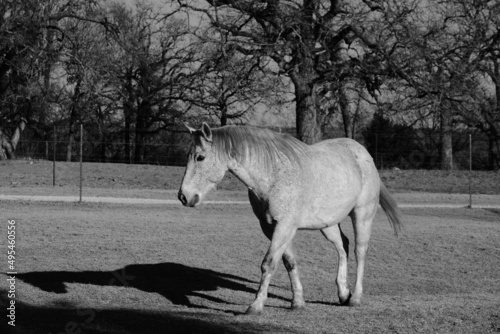 Gray gelding horse walking through Texas farm field during winter. © ccestep8