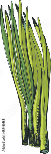 Spring Onion Hand Drawn Illustration