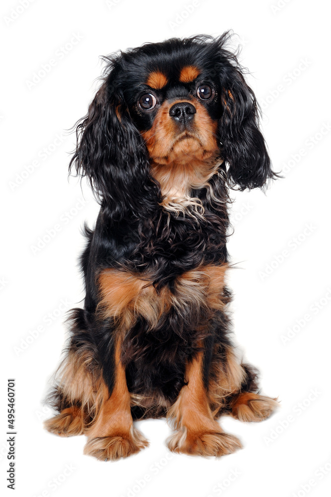 Sad Cavalier King Charles Spaniel dog