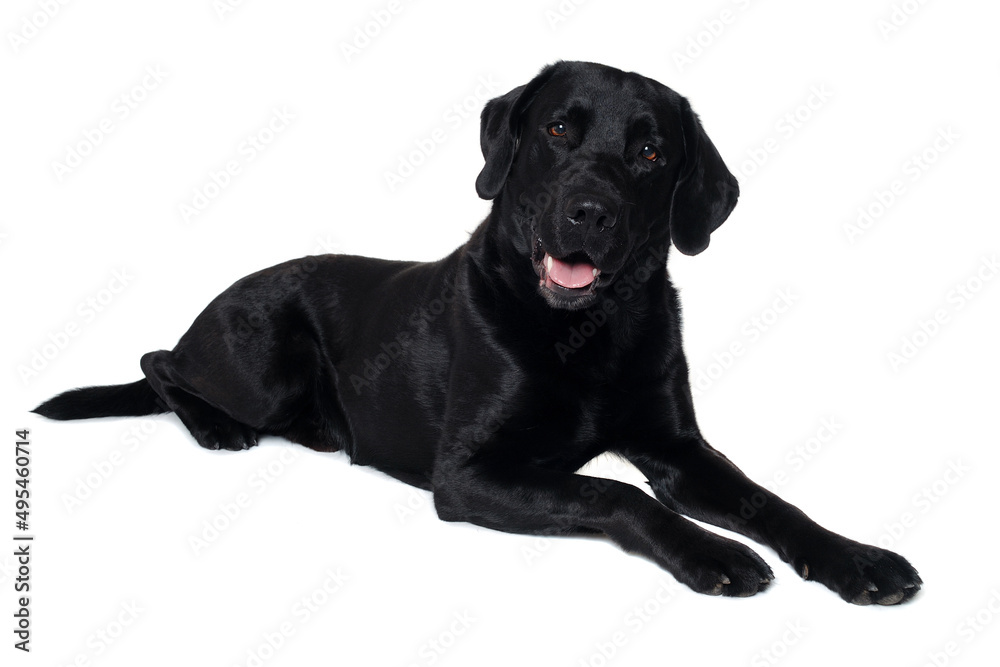 Happy balck labrador retriever dog Happy balck labrador retriever dog