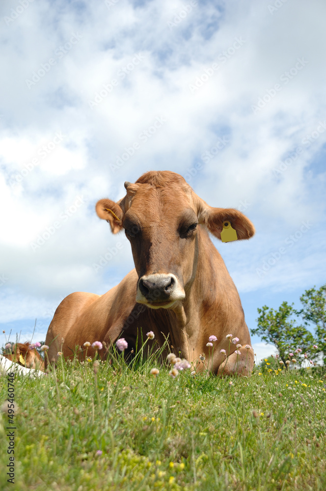 Face of sad cow resting on green grass Face of sad cow resting on green grass