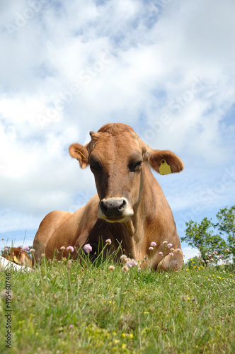 Face of sad cow resting on green grass