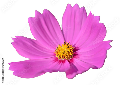 Beautiful pink cosmos flower  Cosmos Bipinnatus  blooming isolated on white background with clipping path.