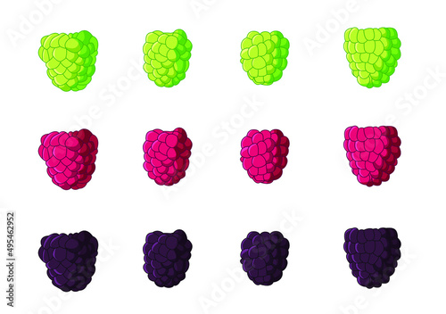 raspberry fruit fresh and isolated on white background illustration vector
