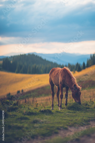 horse in the mountains eats grass against the backdrop of sunset Ukraine