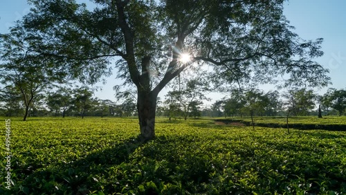 This timelapse captures the tea gardens of assam over a stretch of land and several trees amid tea plantations. photo