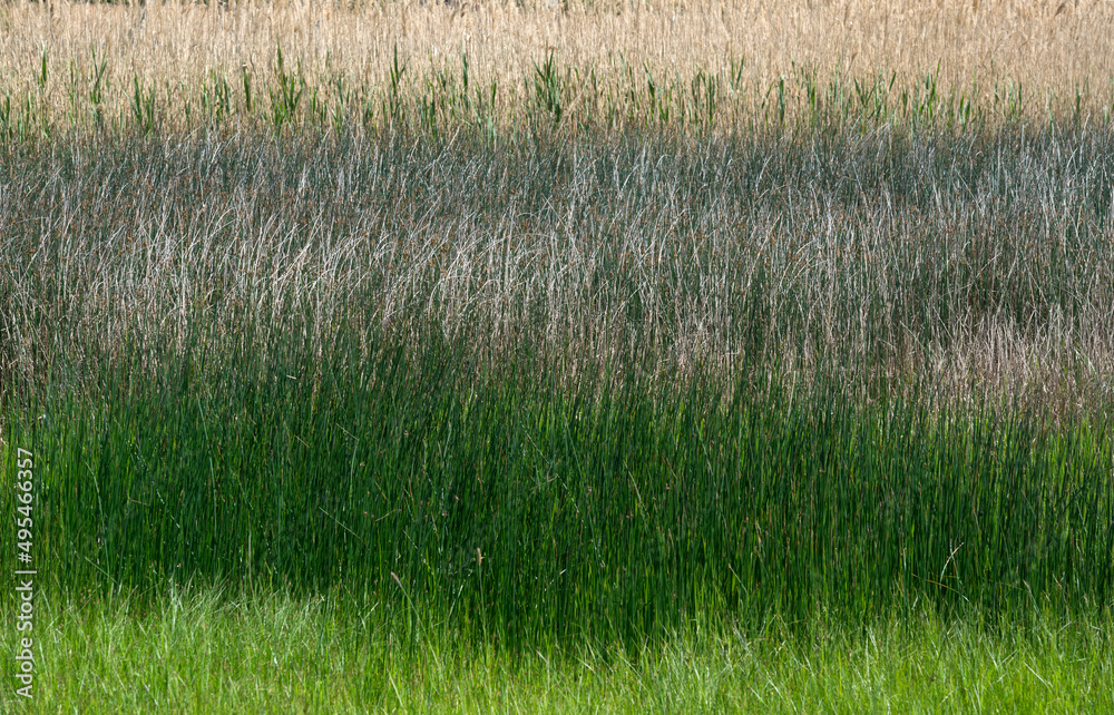 Fototapeta premium Closeup background of dense thickets of sedge plant.
