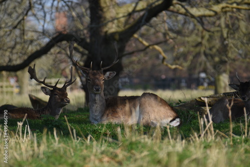 some fallow deer in a park