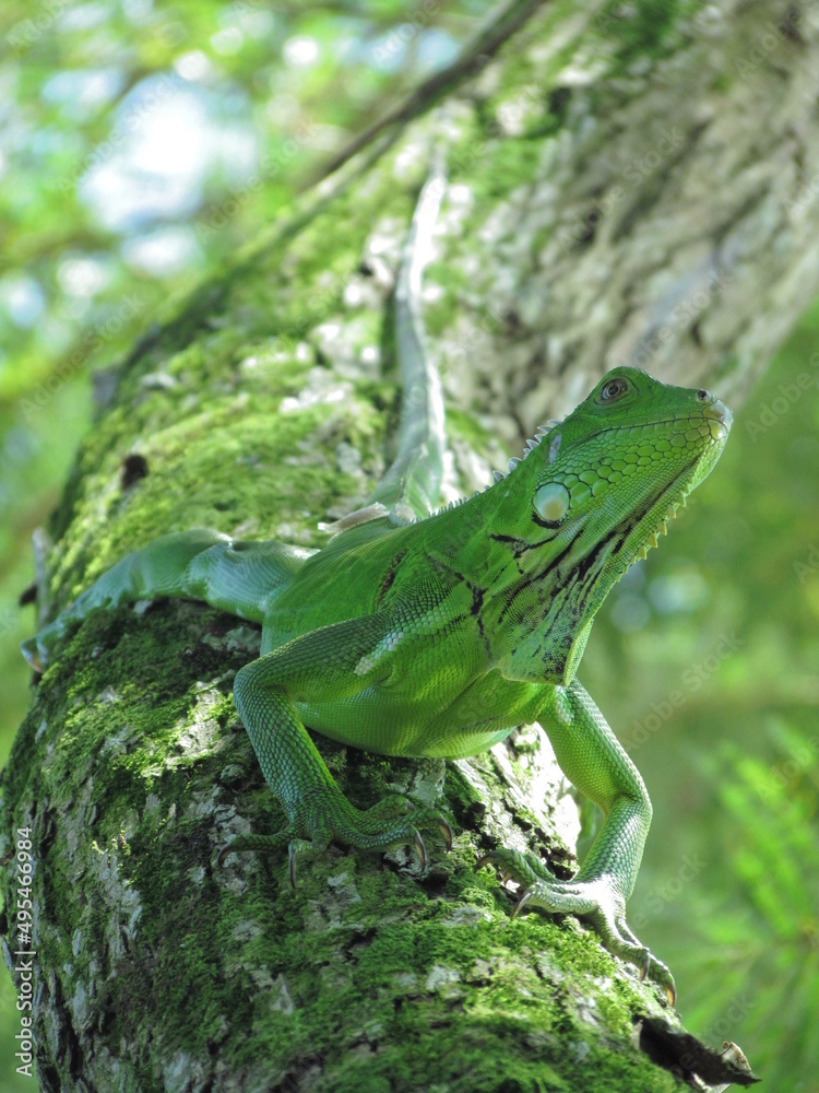 IGUANA IGUANA