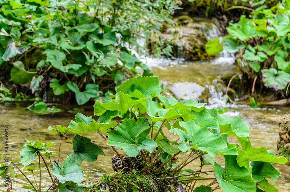 Water Stream in Plitvice Lakes National Park, Croatia. Waters Flow through Mud, Mossy Rocks and Plants in a Wild Green Natural Environment Water Stream in Plitvice Lakes National Park, Croatia. Waters Flow through Mud, Mossy Rocks and Plants in a Wild Green Natural Environment
