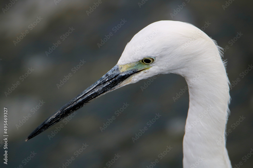 Little Egret, Kruger National Park Little Egret, Kruger National Park