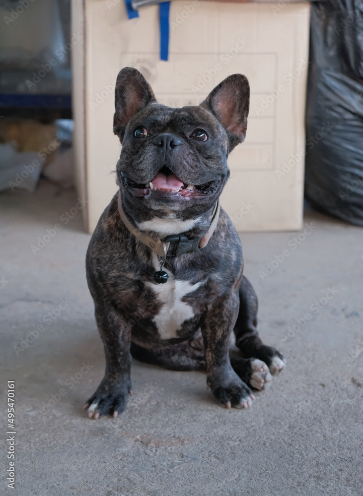 French bulldog, male, black, sits on the concrete and looks at something. and he smiled happily.