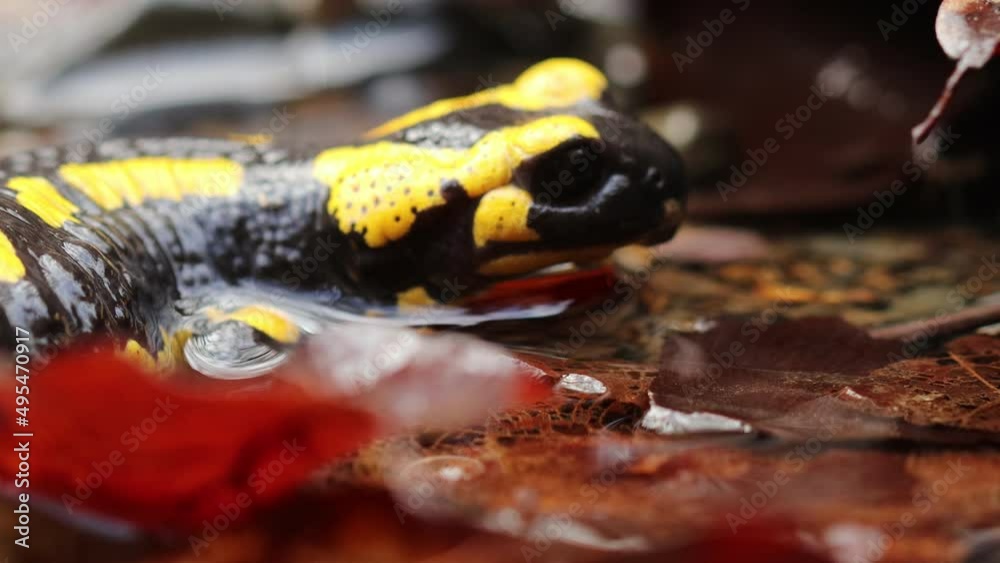 Im Bach sitzender Feuersalamander (Salamandra salamandra) Im Bach sitzender Feuersalamander (Salamandra salamandra)