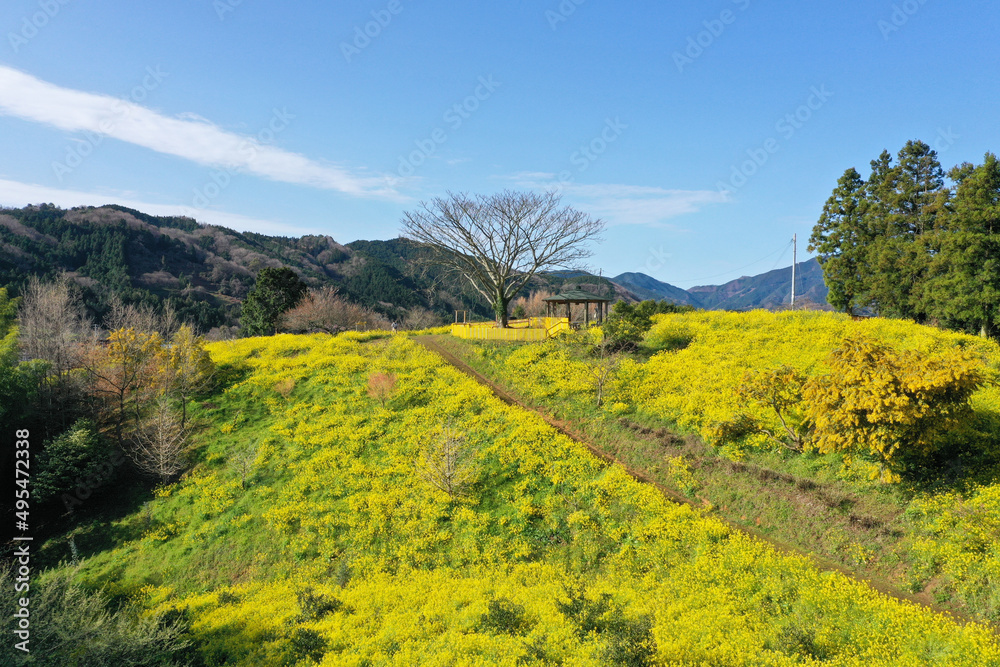 愛媛県伊予市 犬寄峠の黄色い丘 愛媛県伊予市 犬寄峠の黄色い丘