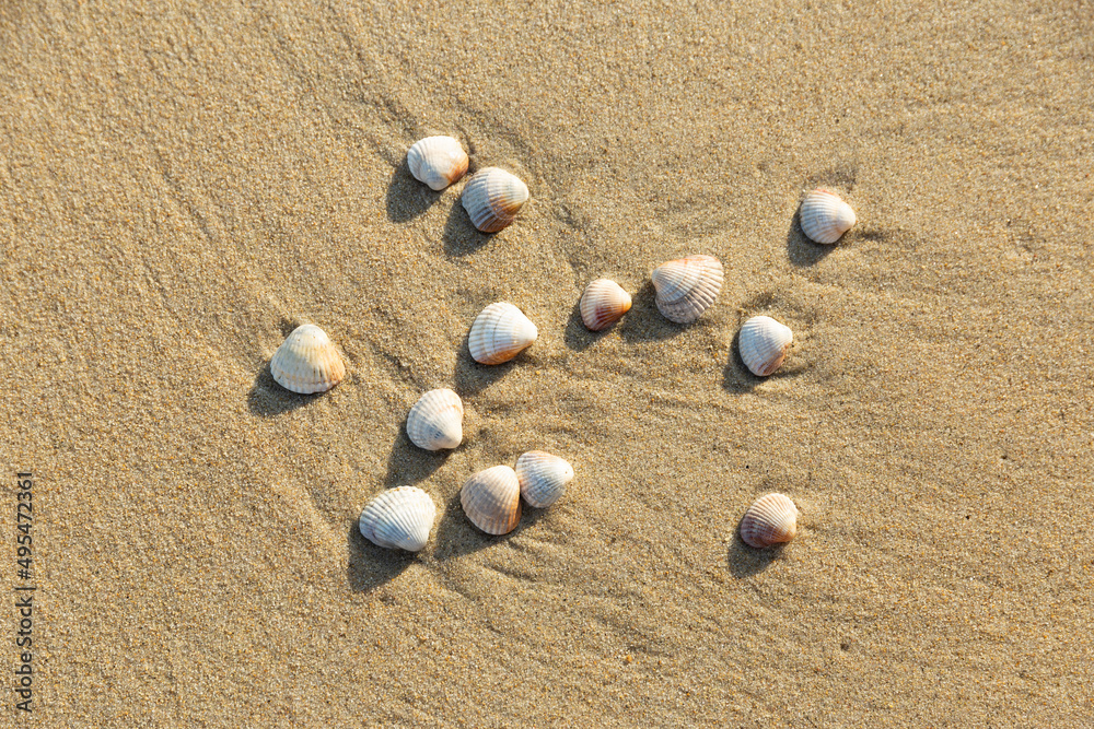 mussel shells on the beach mussel shells on the beach
