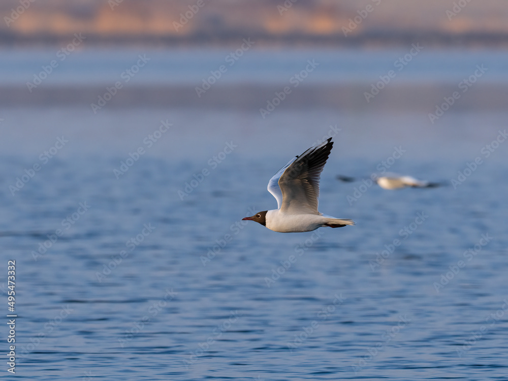 Beautiful nature scene with flying bird Black-headed gull (Chroicocephalus ridibundus). Wildlife shot of flying Black-headed gull (Chroicocephalus ridibundus).