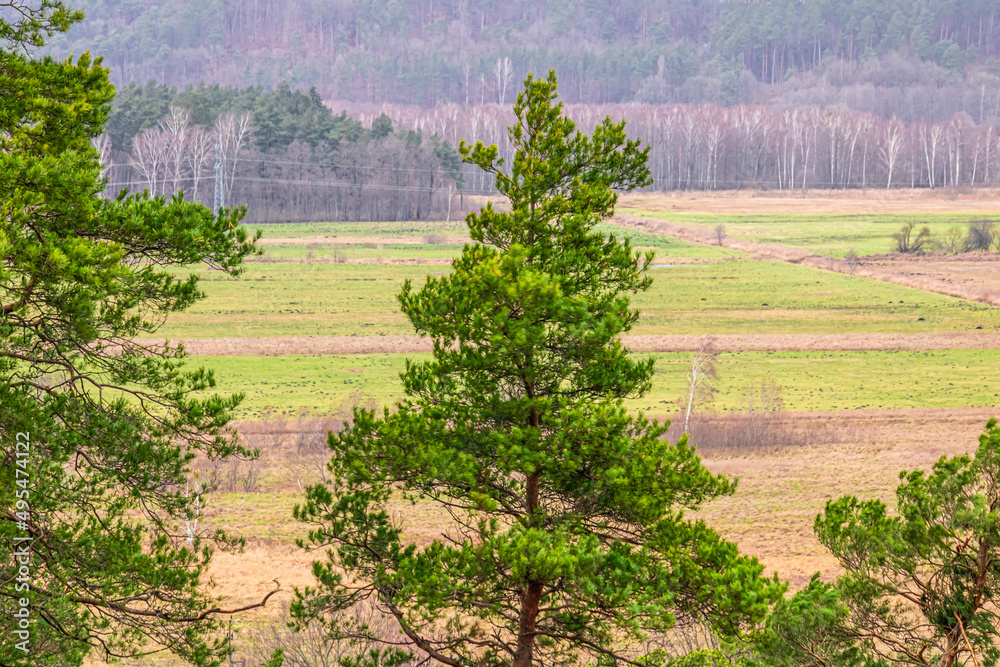 Sosna Pine