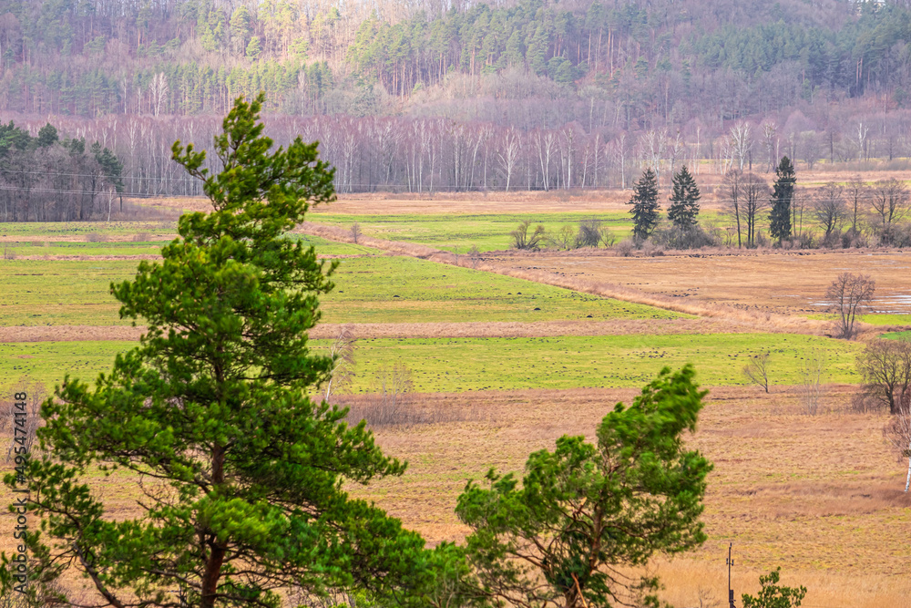 Sosna Pine