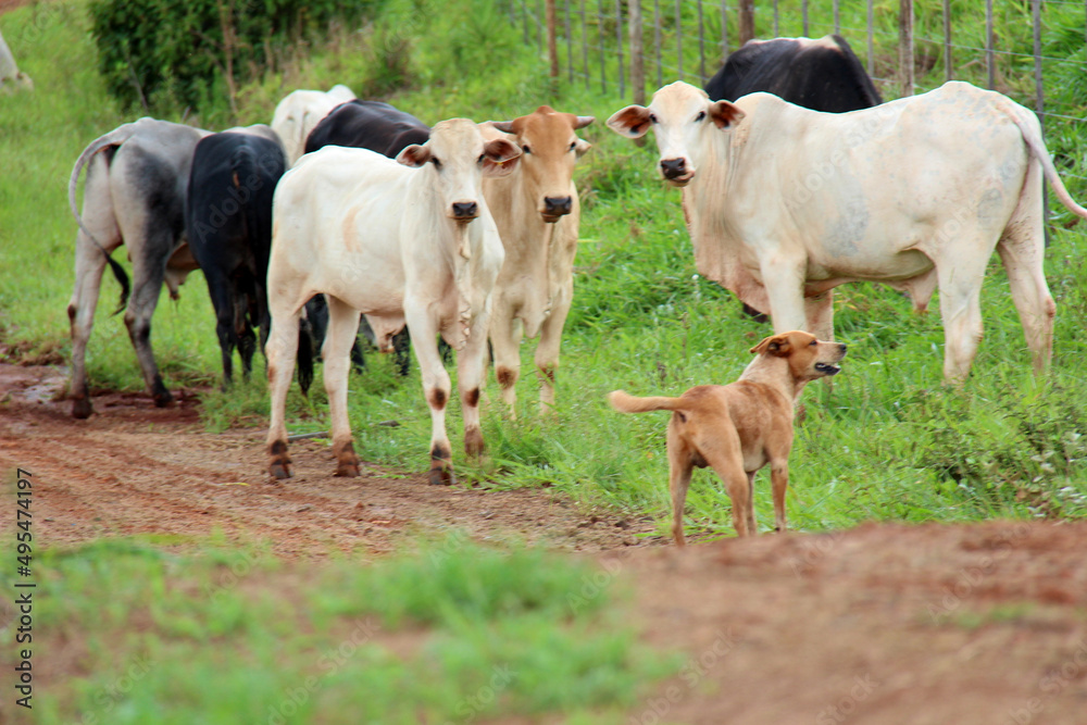 Group of cows, oxen and a dog standing on a farm.