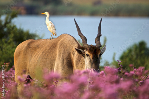 Eland Bull in the pink Pom Pom weeds, South Africa
