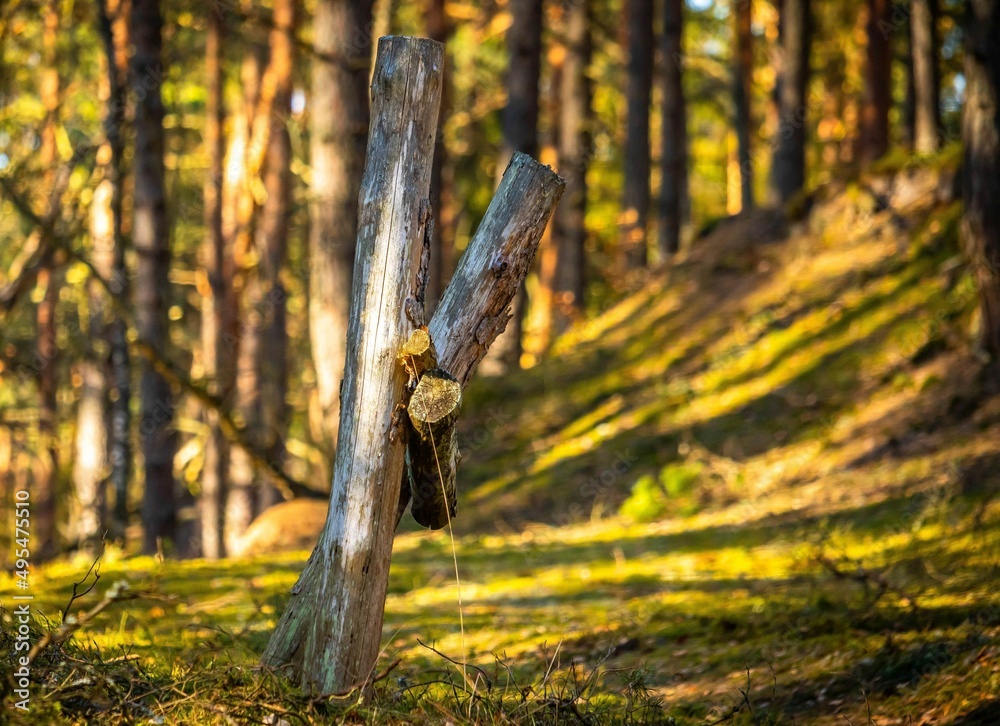 Trees
