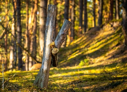Obraz na płótnie Trees w salonie