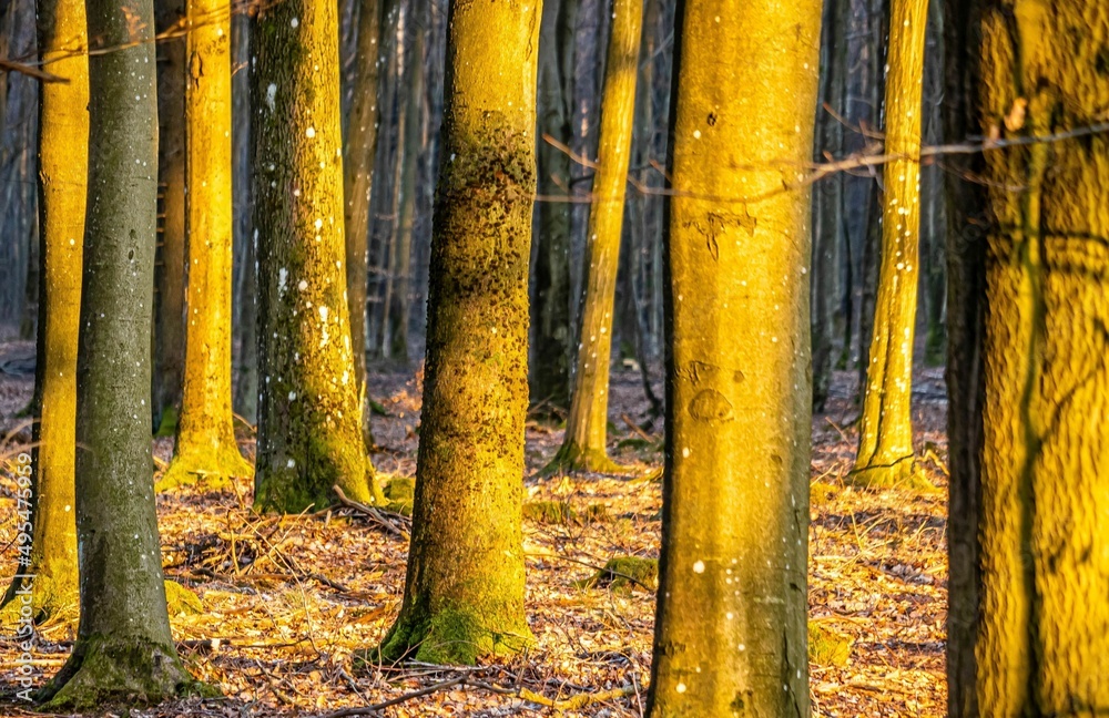 Trees