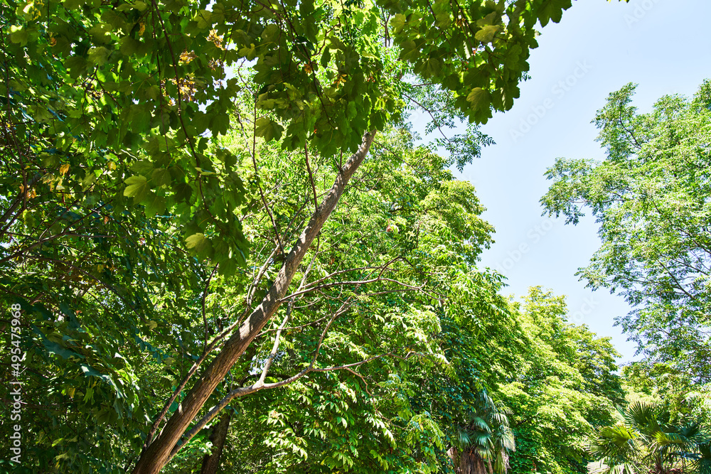 Fototapeta premium Beautiful tree outdoor image