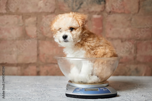 Maltipoo puppy is weighed on a kitchen scale against a brick wall. Close-up, selective focus