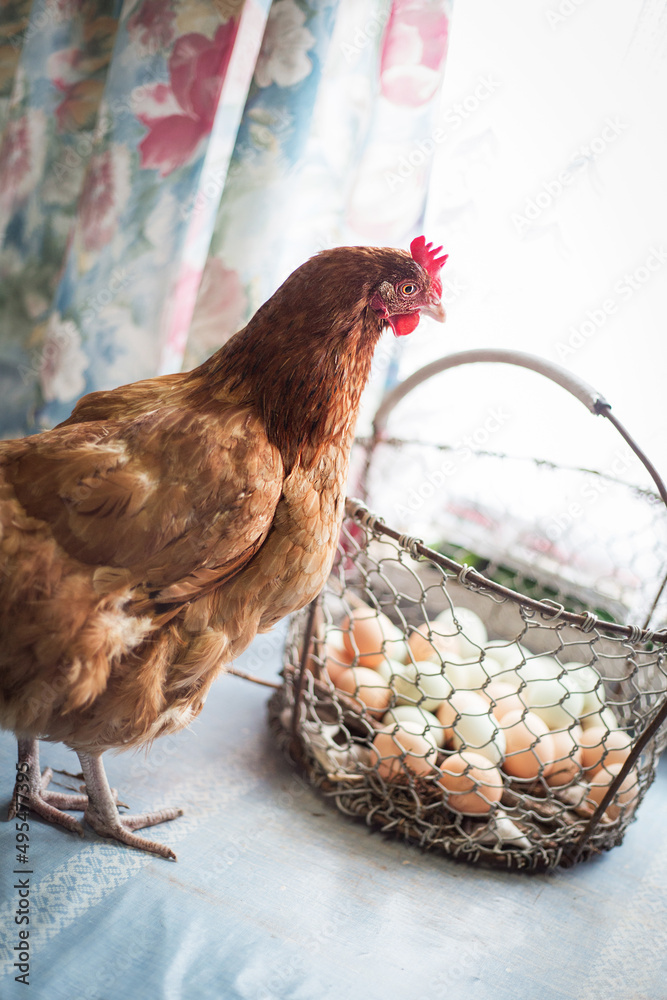 kura w hodowli domowej, szczęśliwe kurki znoszą zdrowe jajka - obrazy, fototapety, plakaty 