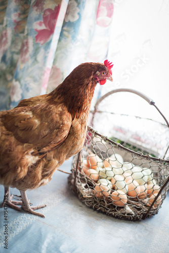 kura w hodowli domowej, szczęśliwe kurki znoszą zdrowe jajka