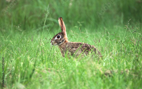 Scrub Hare, Kruger National Park © Kim