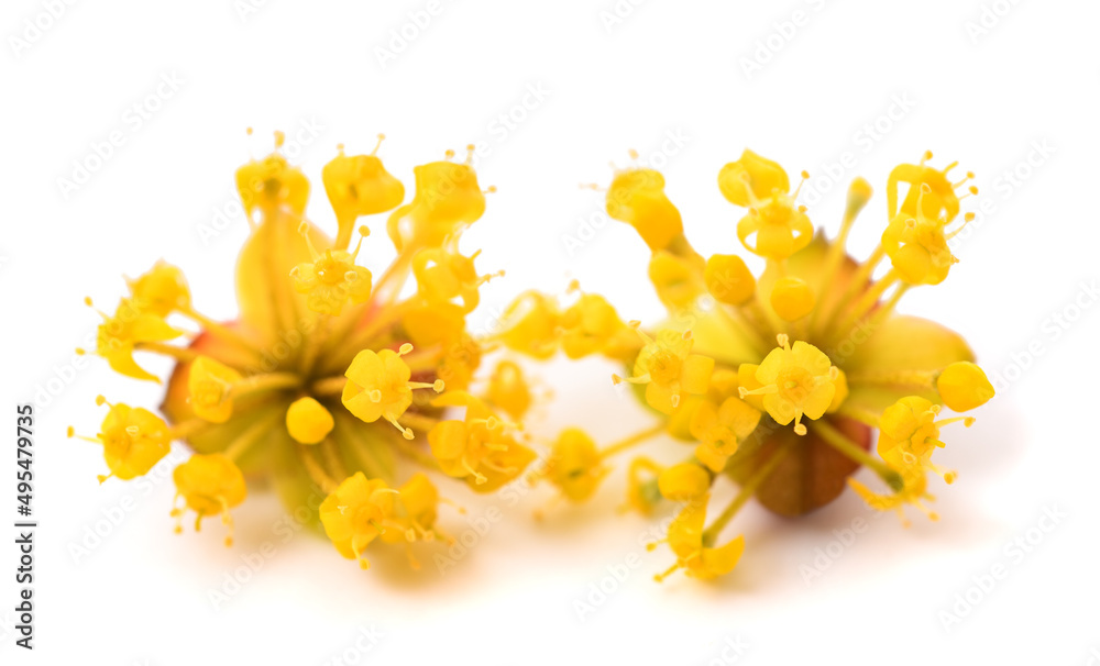 Fototapeta premium Cornelian cherry flowers