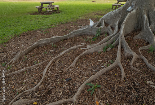 Banyan Tree Roots and an empty Table and Bench on Green Grass.