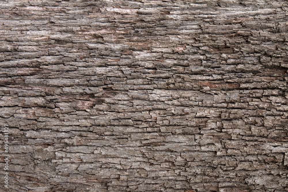 close-up on pine tree trunk. wooden background close-up on pine tree trunk. wooden background