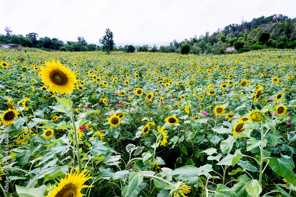 Obraz premium Yellow sunflowers grow in the field