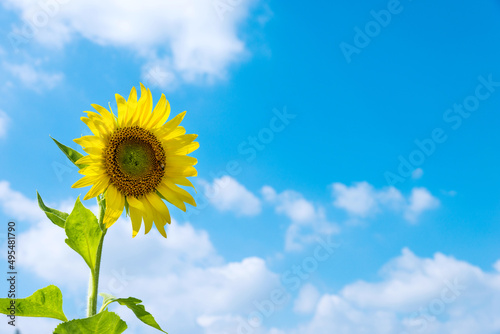 Single sunflower on sky background