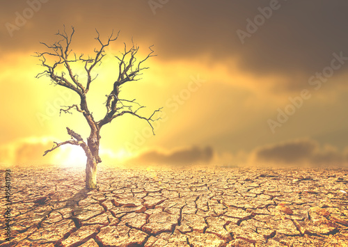 The tree dies on the barren soil. The drought kills the trees. concept of environmental change and global warming
