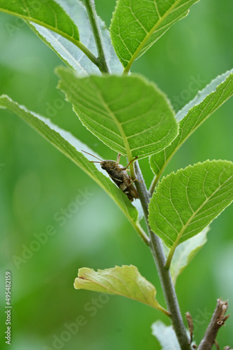 closeup the black brown bug insect grasshopper hold and sitting the tree plant selective soft focus natural green background.